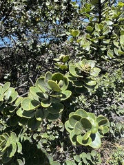 Ilex kunthiana