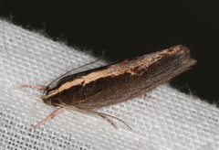 Archaereta dorsivittella