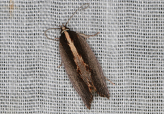 Archaereta dorsivittella