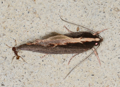 Archaereta dorsivittella