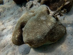 Hydnophora microconos