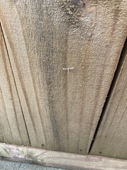 Hellinsia tephradactyla