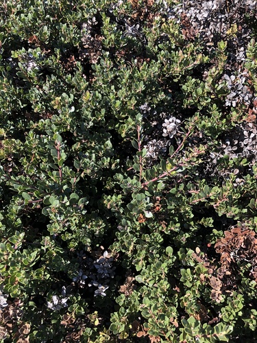 Image of Arctostaphylos pacifica by (c) Nicholas Wei, some rights reserved (CC BY-SA)