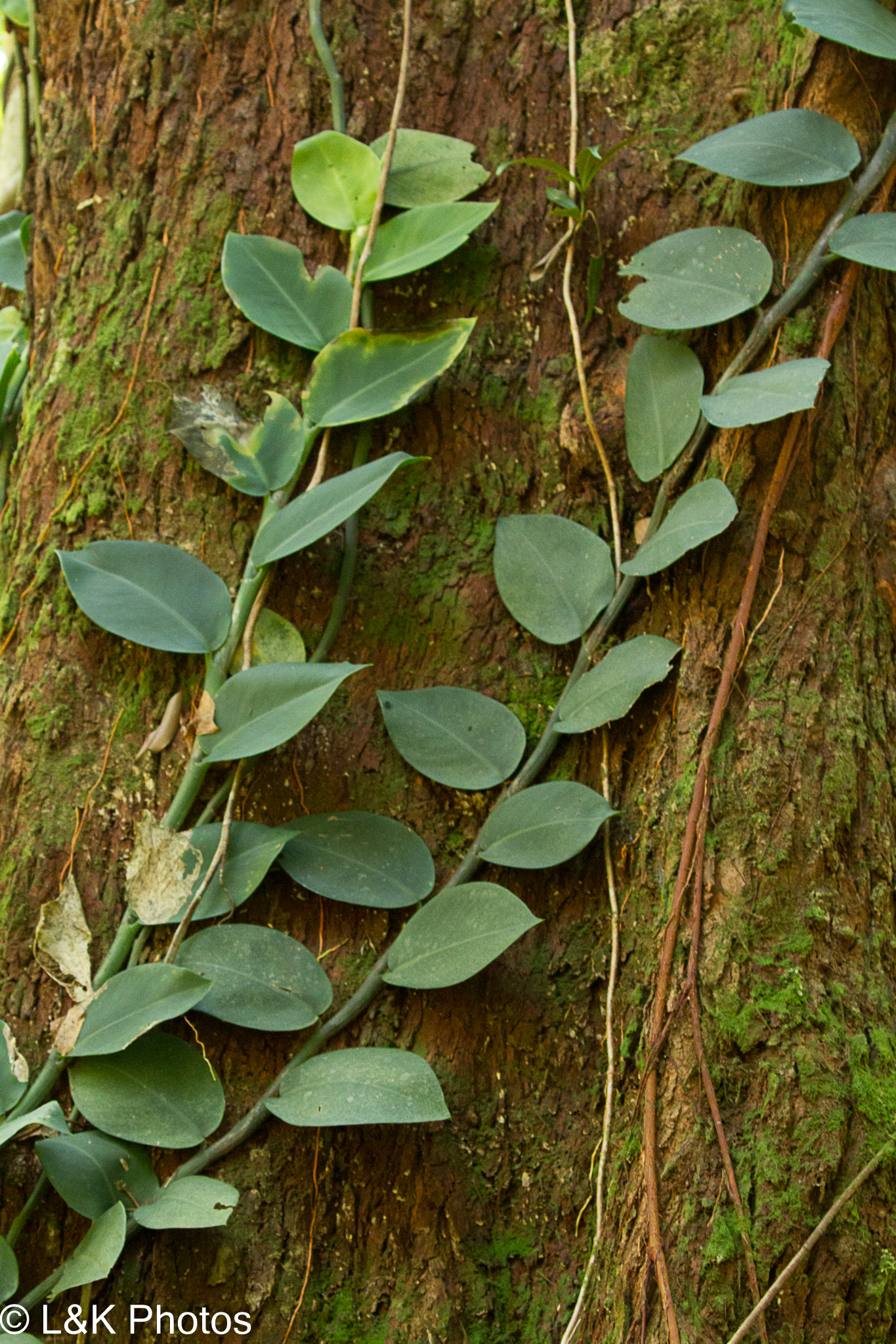 Rhaphidophora hayi