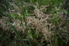 Melica sarmentosa