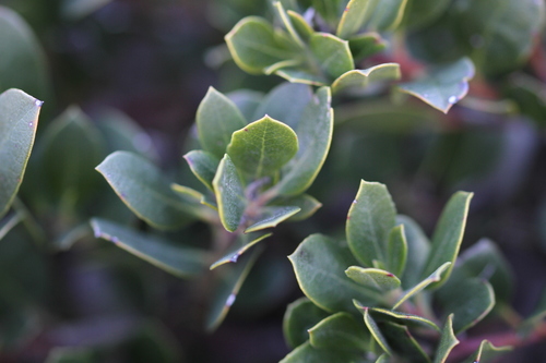 Image of Arctostaphylos pacifica by (c) Nicholas Wei, some rights reserved (CC BY-SA)