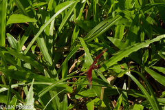 Neurothemis stigmatizans stigmatizans