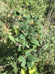 Cotoneaster integerrimus
