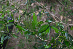 Berberis ruscifolia