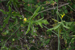 Cucurbitella asperata