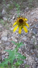 Tetragonotheca texana