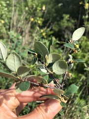 Cotoneaster integerrimus