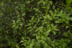 Schaefferia argentinensis