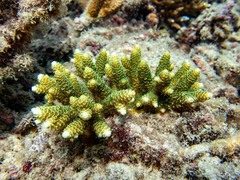 Acropora millepora