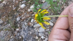 Tetragonotheca texana