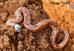 Troschel's Pampas Snake photo 3
