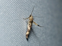 Stathmopoda melanochra