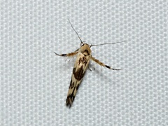 Stathmopoda melanochra