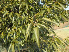Quercus