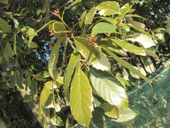 Quercus