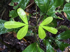 Acronychia pubescens