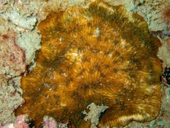 Cycloseris explanulata