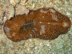 Ctenactis