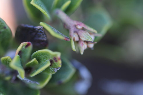 Image of Arctostaphylos pacifica by (c) Nicholas Wei, some rights reserved (CC BY-SA)