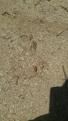 Urochela quadrinotata