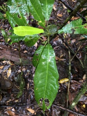 Acronychia pubescens