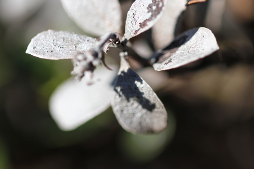 Image of Arctostaphylos pacifica by (c) Nicholas Wei, some rights reserved (CC BY-SA)
