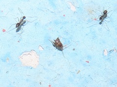 Myrmecophilus americanus