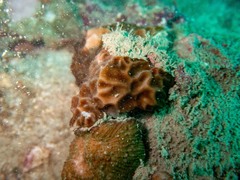 Gardineroseris planulata