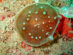 Amplexidiscus fenestrafer
