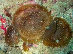 Amplexidiscus fenestrafer