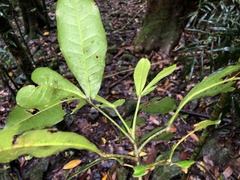 Acronychia pubescens