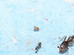 Myrmecophilus americanus