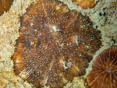 Cycloseris explanulata