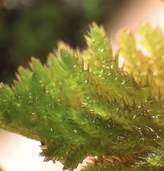Homalothecium aureum
