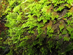 Homalothecium aureum