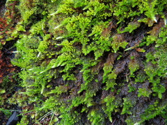 Homalothecium aureum