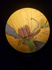Senna surattensis