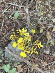 Trichocentrum yucatanense