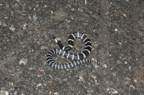 Many-banded Krait, 台灣花蓮縣, photo 8 of 10