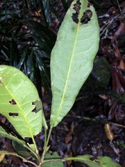 Acronychia pubescens