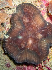 Lobophyllia hataii