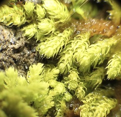 Claopodium bolanderi