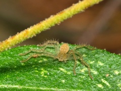 Neosparassus diana