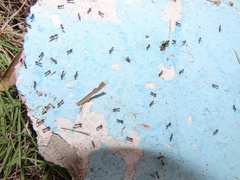 Myrmecophilus americanus