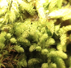 Claopodium bolanderi